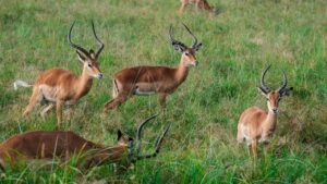 Yawal Wildlife Sanctuary Maharashtra