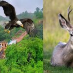 Yedsi Ramling Ghat Wildlife Sanctuary Maharashtra