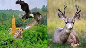 Yedsi Ramling Ghat Wildlife Sanctuary Maharashtra