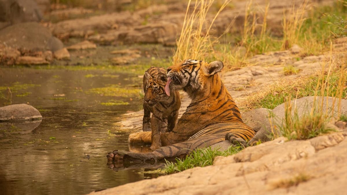 Balukhand Konark Wildlife Sanctuary Odisha
