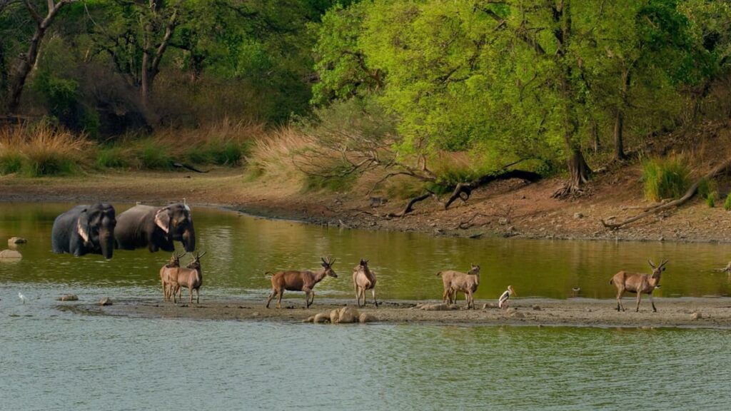 Lakhari Valley Wildlife Sanctuary Odisha