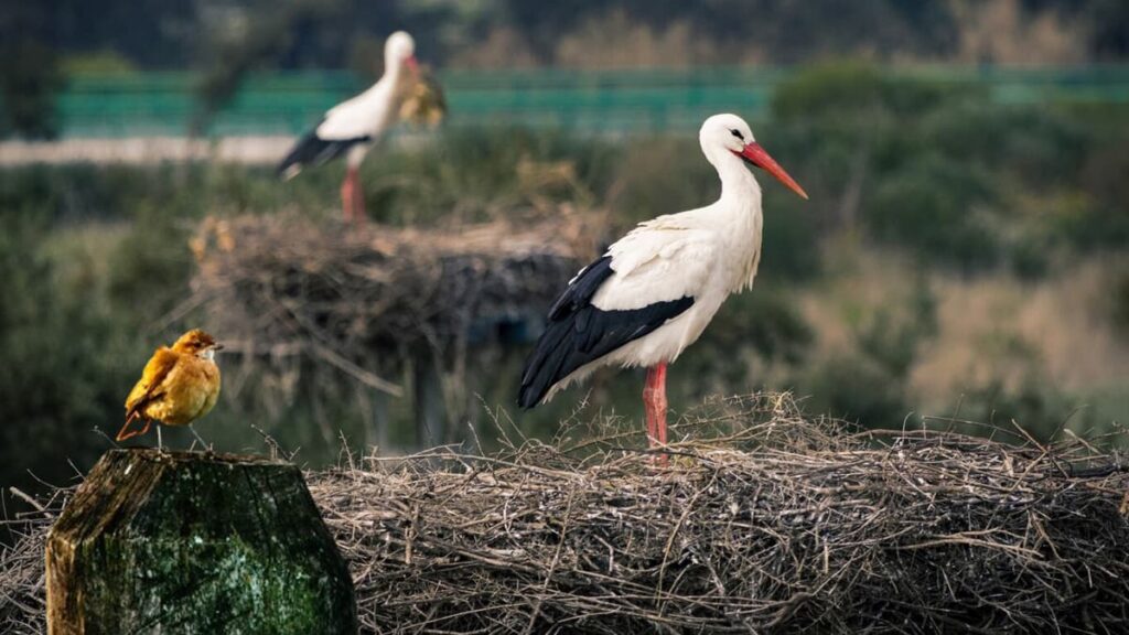 Nalbana Bird Sanctuary Odisha