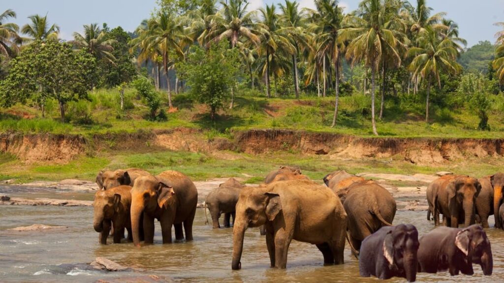 Tikarpada Wildlife Sanctuary Odisha
