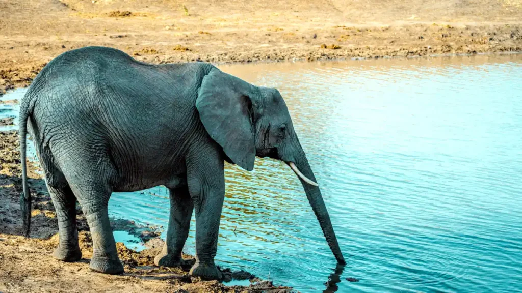 Elephant Beach in Andaman