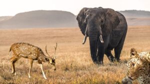 National Park in Arunachal Pradesh