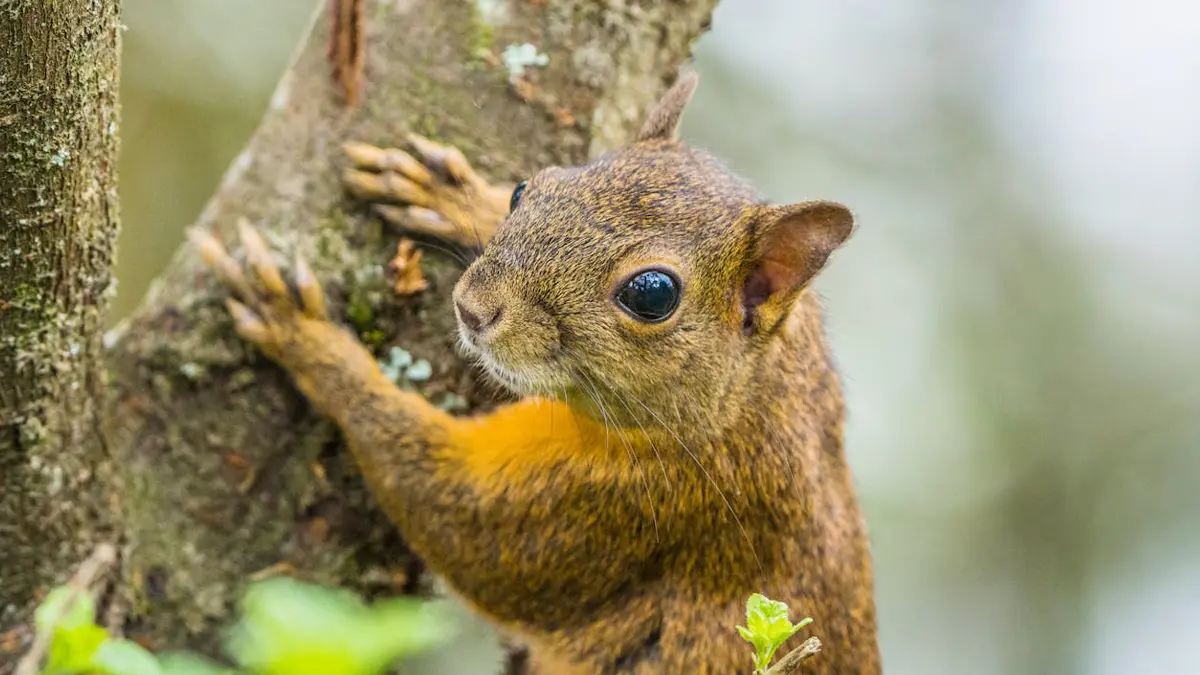 Bir Mehaswala Wildlife Sanctuary