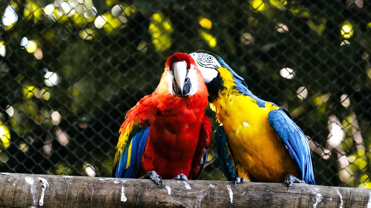 City Birds Wildlife Sanctuary Chandigarh