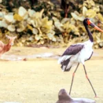 Deepor Beel Bird Sanctuary Assam