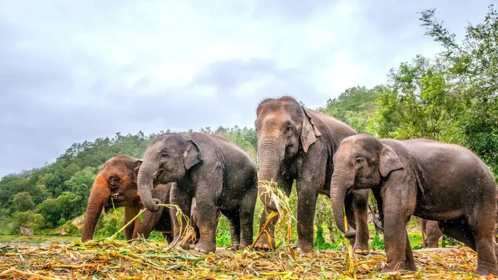 Dehing Patkai Wildlife