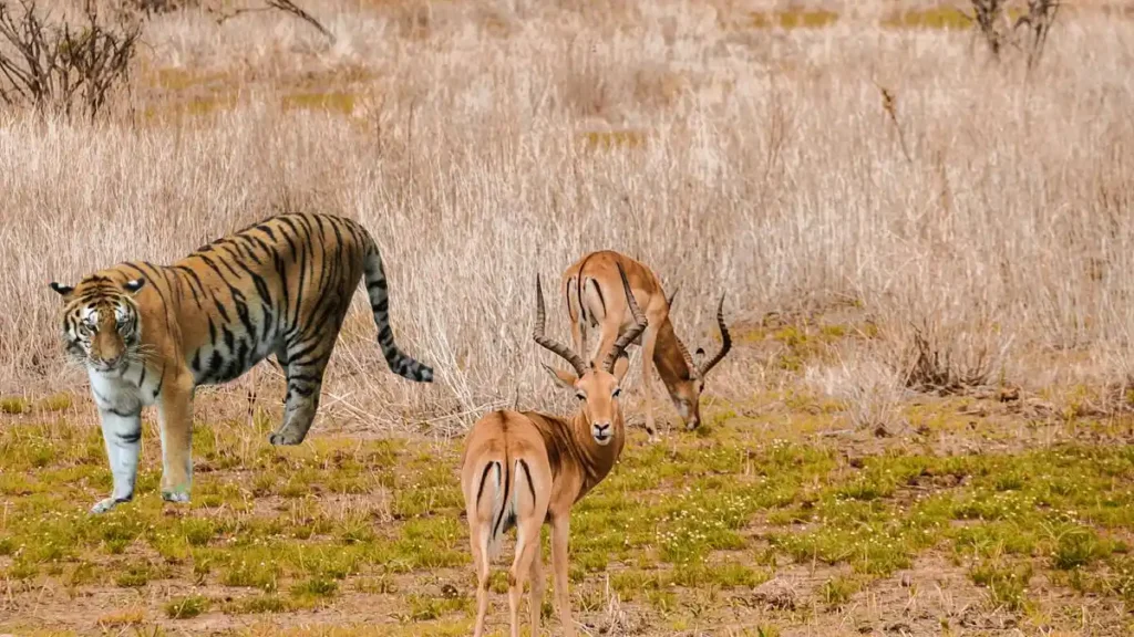 Ghatigaon Wildlife Madhya Pradesh