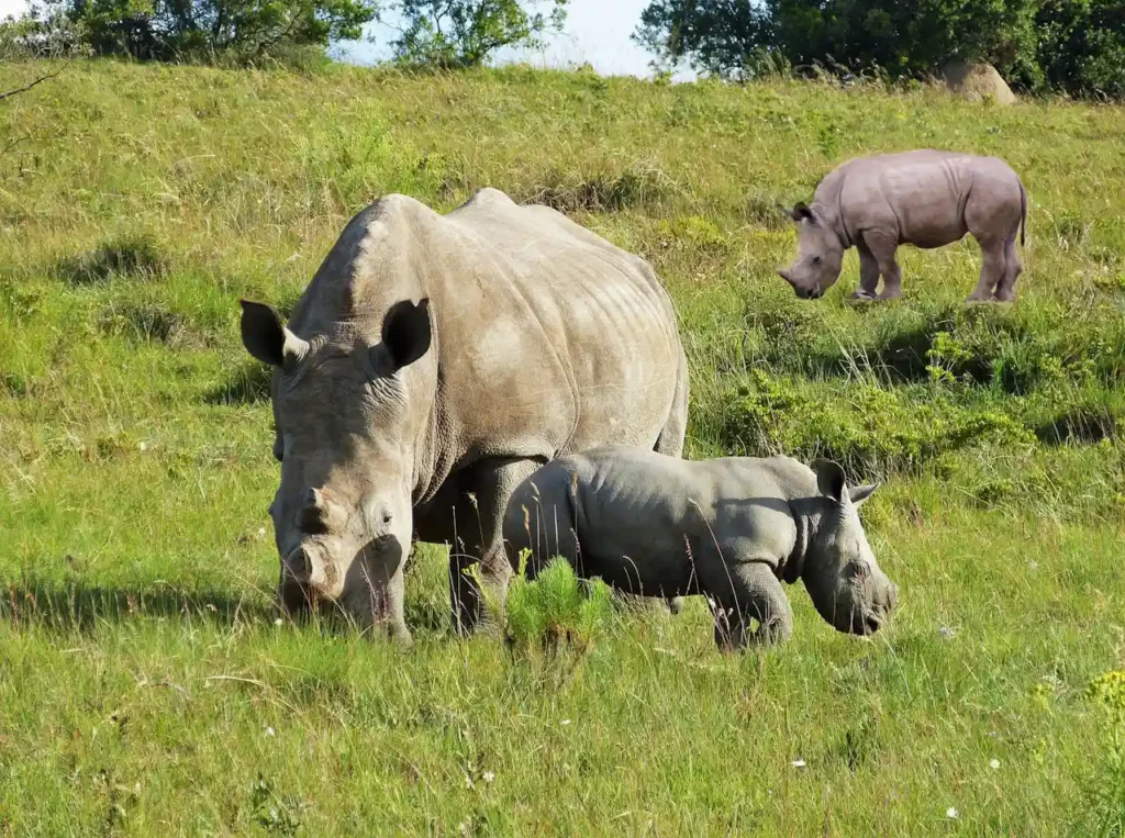 Laokhowa Wildlife Sanctuary Assam