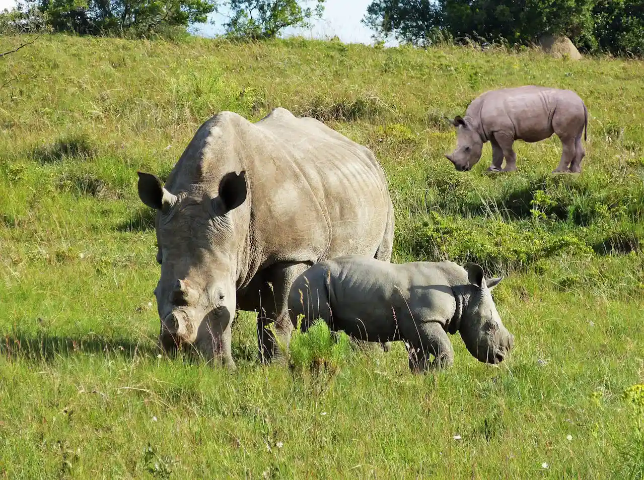 Laokhowa Wildlife Sanctuary Assam