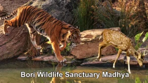 Bori Wildlife Sanctuary Madhya Pradesh