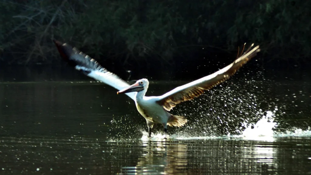 Koonthankulam Bird Sanctuary Tamil Nadu