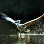 Koonthankulam Bird Sanctuary Tamil Nadu