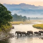 Wild Indian Elephants and Bengal Tiger near Ramganga River in Jim Corbett National Park Uttarakhand