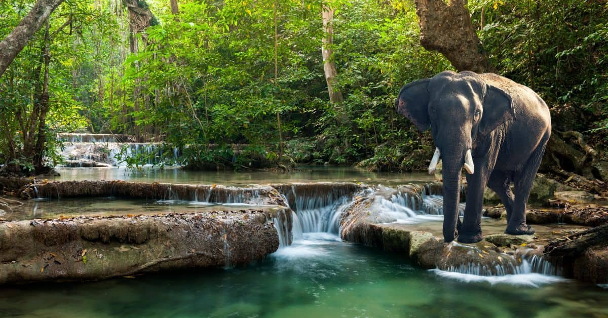 Chimmony Wildlife Sanctuary Kerala