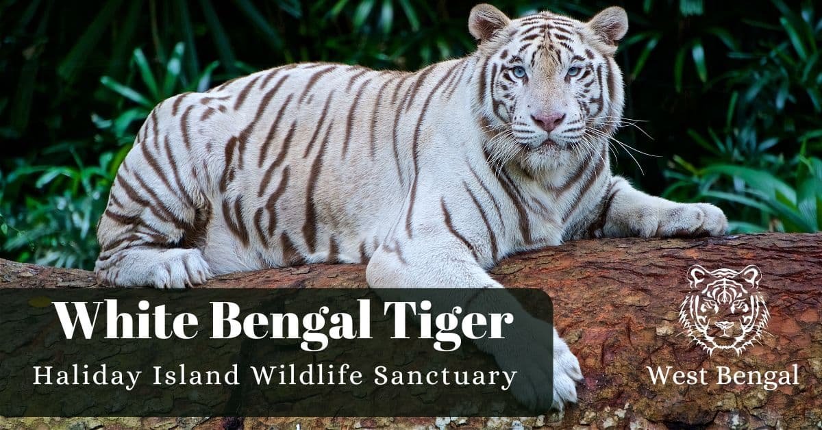 Haliday Island Wildlife Sanctuary West Bengal