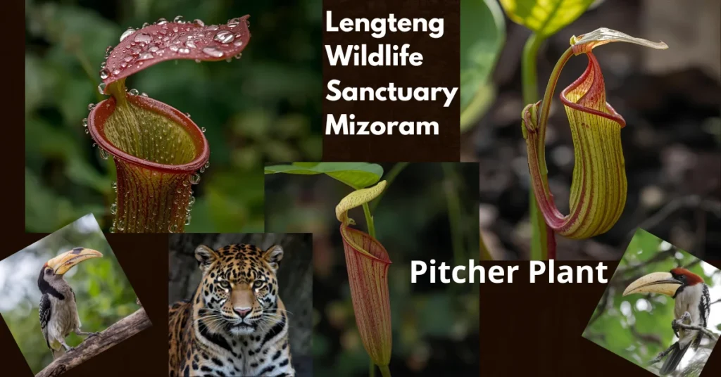 Lengteng Wildlife Sanctuary Mizoram