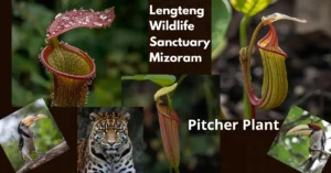 Lengteng Wildlife Sanctuary Mizoram