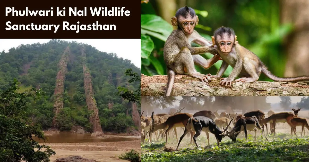 Phulwari ki Nal Wildlife Sanctuary Rajasthan