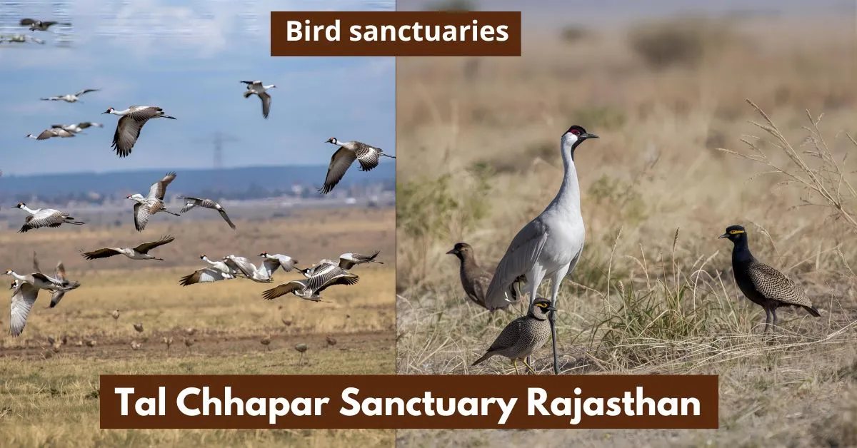 Tal Chhapar Sanctuary Rajasthan
