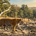 Royal Bengal Tiger and Leopard inside Pench Tiger Reserve Madhya Pradesh India