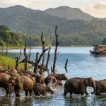 Wild Indian Elephants bathing in Periyar Lake inside Periyar National Park Kerala India