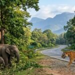 Royal Bengal Tiger and wild Indian Elephants near Mysore Ooty highway inside Bandipur National Park Karnataka India