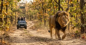 Majestic Asiatic Lion walking inside Sasan Gir National Park Gujarat India