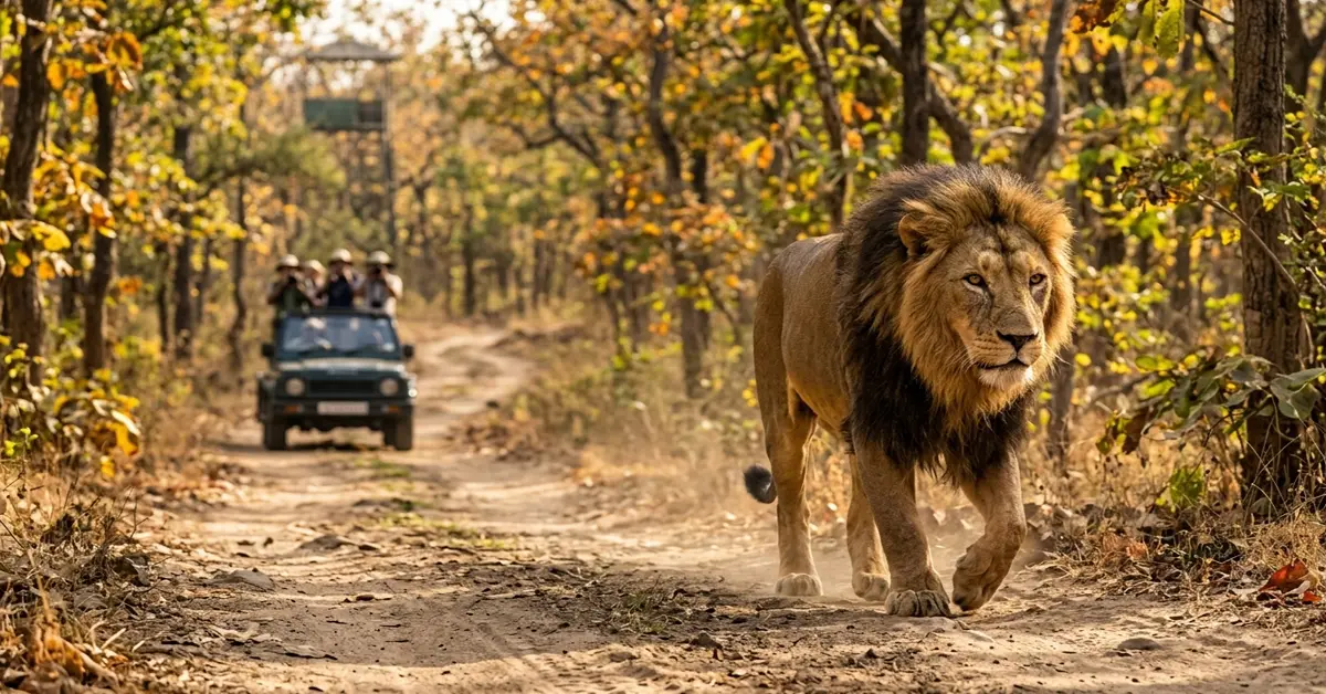 Majestic Asiatic Lion walking inside Sasan Gir National Park Gujarat India