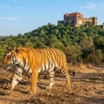 Royal Bengal Tiger near historic George Castle inside Madhav National Park Shivpuri Madhya Pradesh India