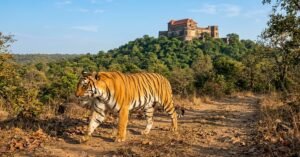 Royal Bengal Tiger near historic George Castle inside Madhav National Park Shivpuri Madhya Pradesh India