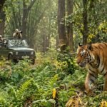 Royal Bengal Tiger walking inside dense bamboo forest of Panpatha Wildlife Sanctuary Madhya Pradesh India